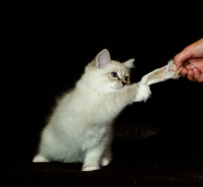Ragdoll kitten - Sheldon
